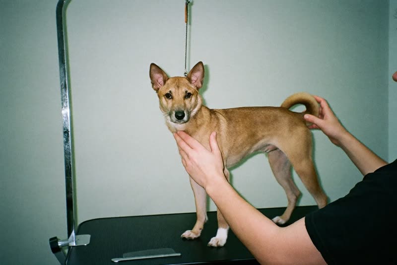 A dog being handled on a grooming table