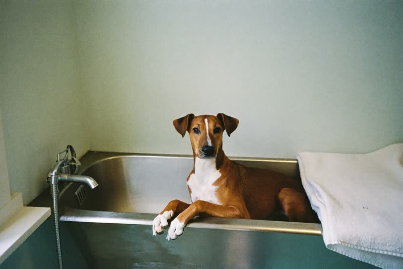 A quiet corner of a small grooming room with a bath and clean towels
