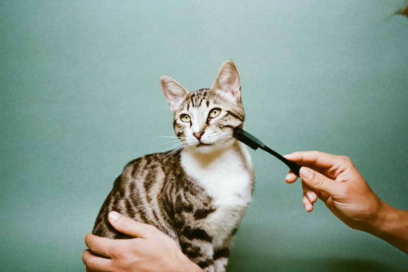 A cat being gently brushed