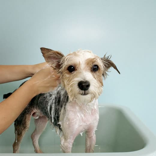 A small dog being bathed and shampooed