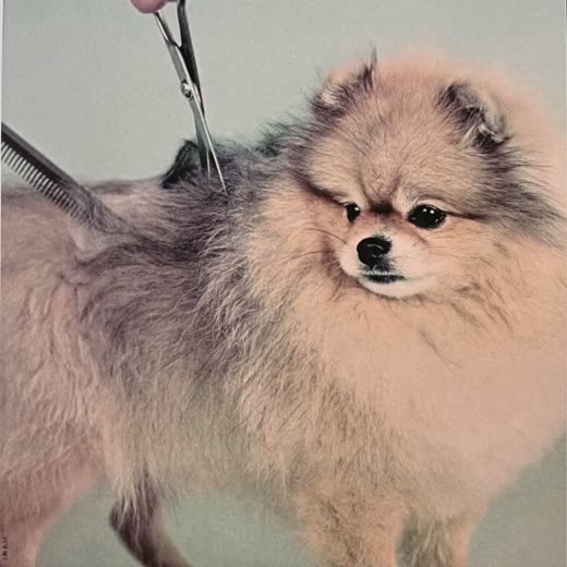 A small dog having its coat scissor-trimmed