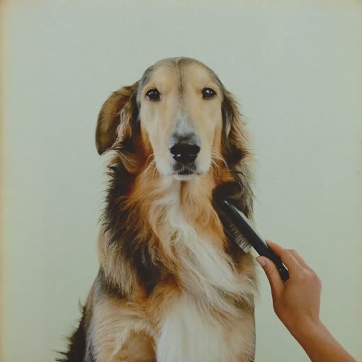 A long-haired dog being brushed and de-shedded