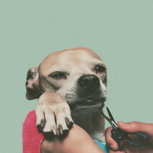 A dog's paw having its nails clipped