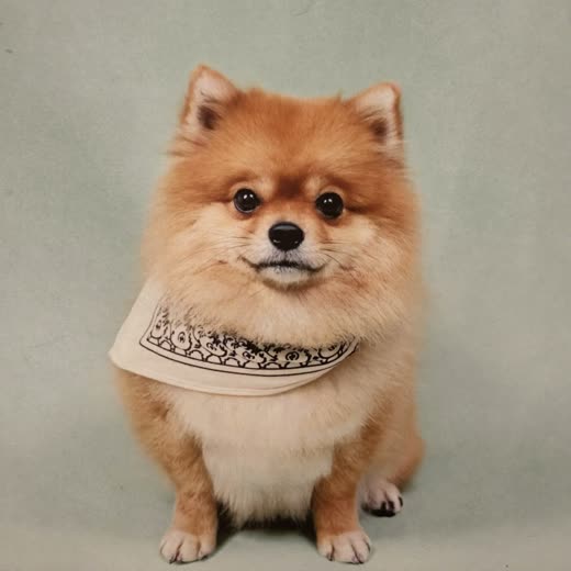 A freshly groomed and blow-dried small dog